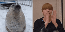 a seal is sitting in the snow next to a man clapping
