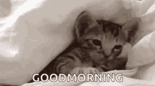 Good Morning Sleep GIF