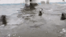 a group of polar bears are swimming in the water