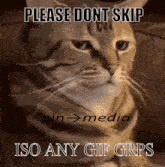 Iso Cat GIF - Iso Cat GIFs
