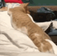 Cats Sleeping GIF - Cats Sleeping Fall Down GIFs