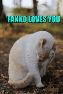 Fankoko GIF - Fankoko GIFs