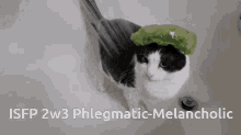 cat mbti isfp 2w3 phlegmatic