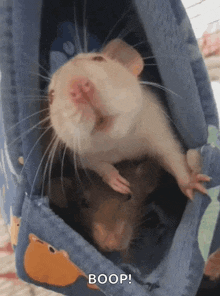 Rat Cute GIF - Rat Cute Boop GIFs