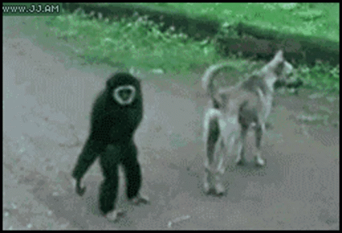 Monkey Dog GIF - Monkey Dog Playing - Discover & Share GIFs