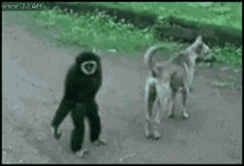 Monkey Dog GIF - Monkey Dog Playing GIFs