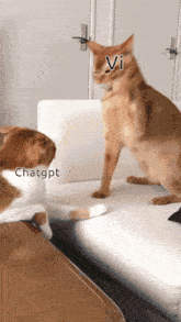 two cats are sitting on a white couch and one of them has the word vi on its head