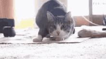 Cat Wiggle Wiggle Wiggle GIF - Cat Wiggle Wiggle Wiggle Shimmy GIFs