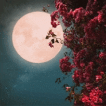 a full moon is visible through a tree with red flowers .