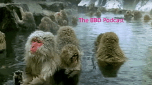 a group of monkeys are swimming in a pool with the bbc podcast written in red