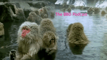 Thebbdpodcast Iris_barka GIF - Thebbdpodcast Iris_barka Irisbarka GIFs