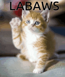 a picture of a kitten with the word labaws on the bottom