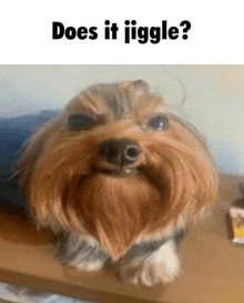 Jiggle Dog GIF - Jiggle Dog Upper Text GIFs