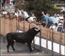 Bull Fight GIF - Bull Fight GIFs