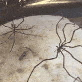 a couple of spiders are sitting on a piece of paper