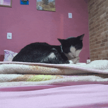 a black and white cat is laying on a blanket