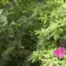 a close up of a bush with pink flowers and green leaves