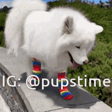 a white dog wearing rainbow colored socks is standing on a sidewalk