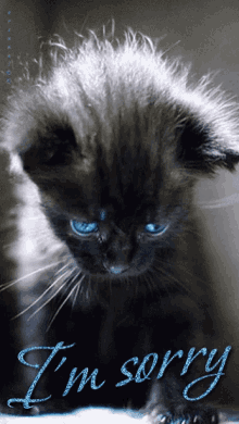 im sorry sad kitten blue eyes sad eyes