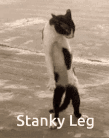 Stanky Leg Cat GIF - Stanky Leg Cat GIFs