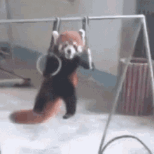 Red Panda Swing GIF - Red Panda Swing Exercise GIFs