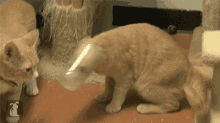 Cat Confused GIF - Cat Confused Cup GIFs