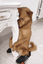 a brown dog standing on its hind legs next to a table
