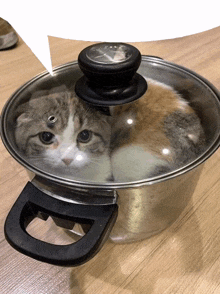 cat in a pot cute cat cat in a pot cute cat