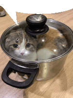 Cat In A Pot Cute Sticker - Cat In A Pot Cute Cat Stickers
