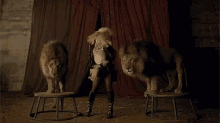 Britney Spears Lion GIF - Britney Spears Lion Lions GIFs