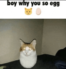 Egg Cat GIF - Egg Cat Discord GIFs
