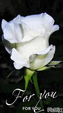White Beauty Rose White Flowers GIF - White Beauty Rose White Flowers GIFs