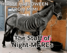 halloween funny horse skeleton skeletonhorse horseskeleton
