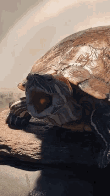 Animal Turtle GIF - Animal Turtle Yawning GIFs