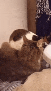 Cat Yelling Tom And Jerry GIF - Cat Yelling Tom And Jerry Cat GIFs