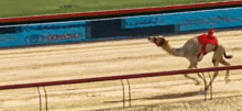a camel wearing a red saddle is running on a race track .