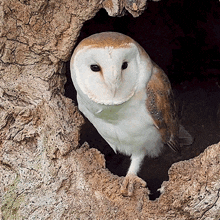 Leaving The Nest Barn Owl GIF