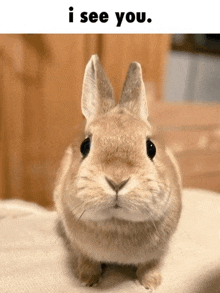 a picture of a rabbit with the words " i see you " below it