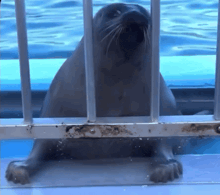 a seal behind a metal fence looking out over the water