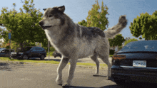 a large wolf standing next to a car with a license plate that says bno 450