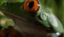Frog Eye GIF - Frog Eye Flirt GIFs