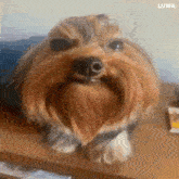 a small brown dog with a beard is sitting on a wooden table .
