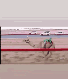 arab camel race