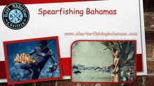 spearfishing bahamas spearfishing charters bahamas fishing guide bahamas fishing charters bahamas deep sea fishing bahamas