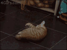 Cat Vs Potato GIF - Cat Play Potato GIFs