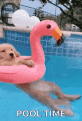 Dog Pool GIF - Dog Pool Chill GIFs