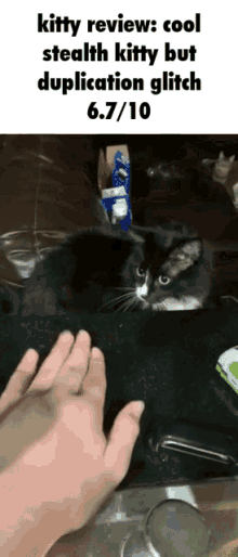 Kitty Review Kitty GIF