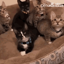 Cats Kitten GIF - Cats Kitten Stare GIFs