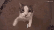 Cat Counting GIF - Cat Counting Numbers GIFs