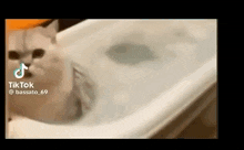 a cat is sitting in a bathtub with water coming out of the drain .